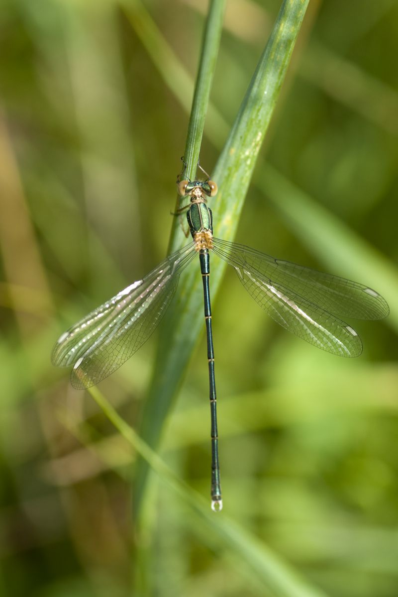 Chalcolestes cfr. viridis